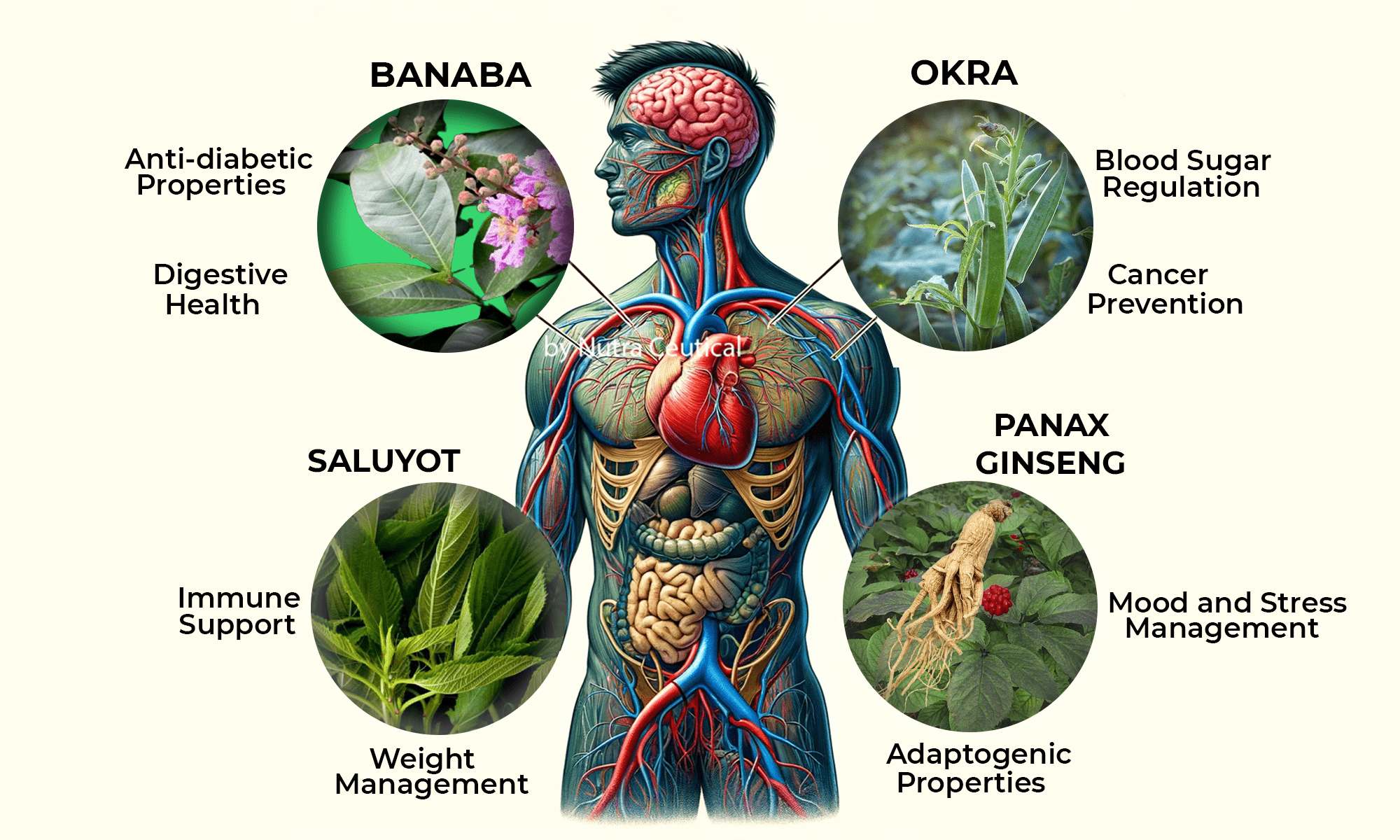 Human-anatomy-BOS-Herbal-Capsule-supplement
