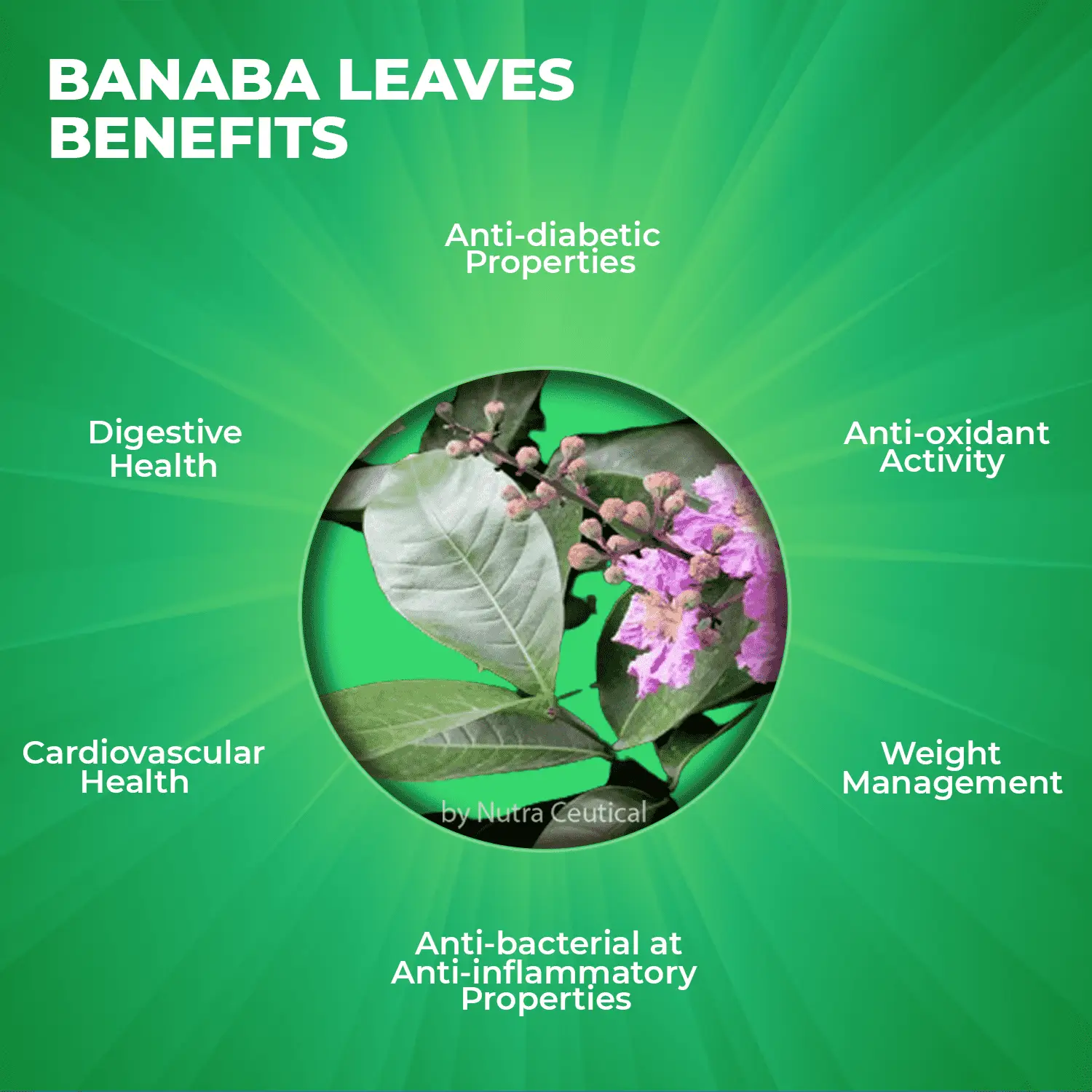 Banaba Benepisyo sa Pagkontrol ng Timbang: Natural na Paraan Para sa Mas Epektibong Pamamahala ng Timbang