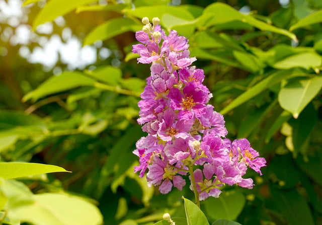 Banaba Bagong Lunas sa Laban sa Sobrang Timbang: Natural na Paraan sa Pagbawas ng Timbang