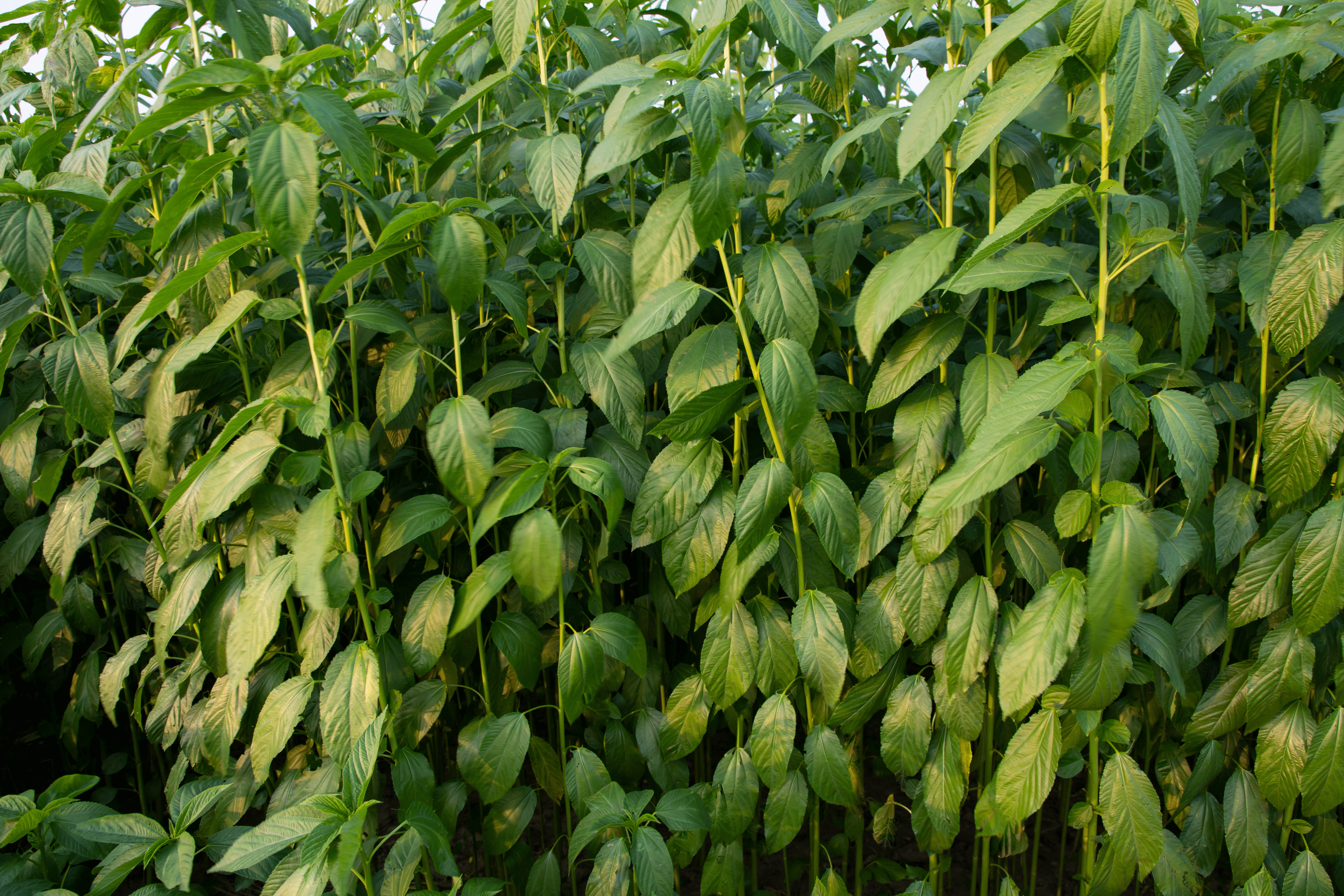 Health Supplement: The Goodness of Saluyot