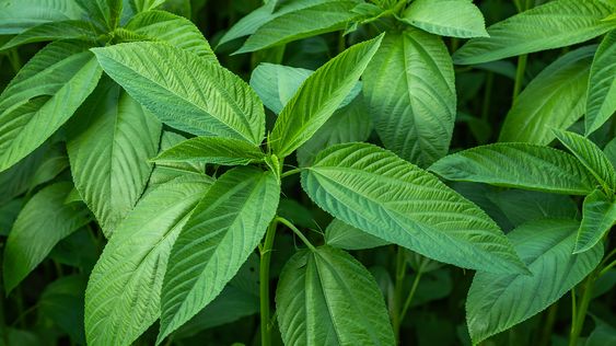 Kahusayan ng Saluyot Laban sa Ulser: Natural na Pagpapagaling ng Kalusugan ng Tiyan