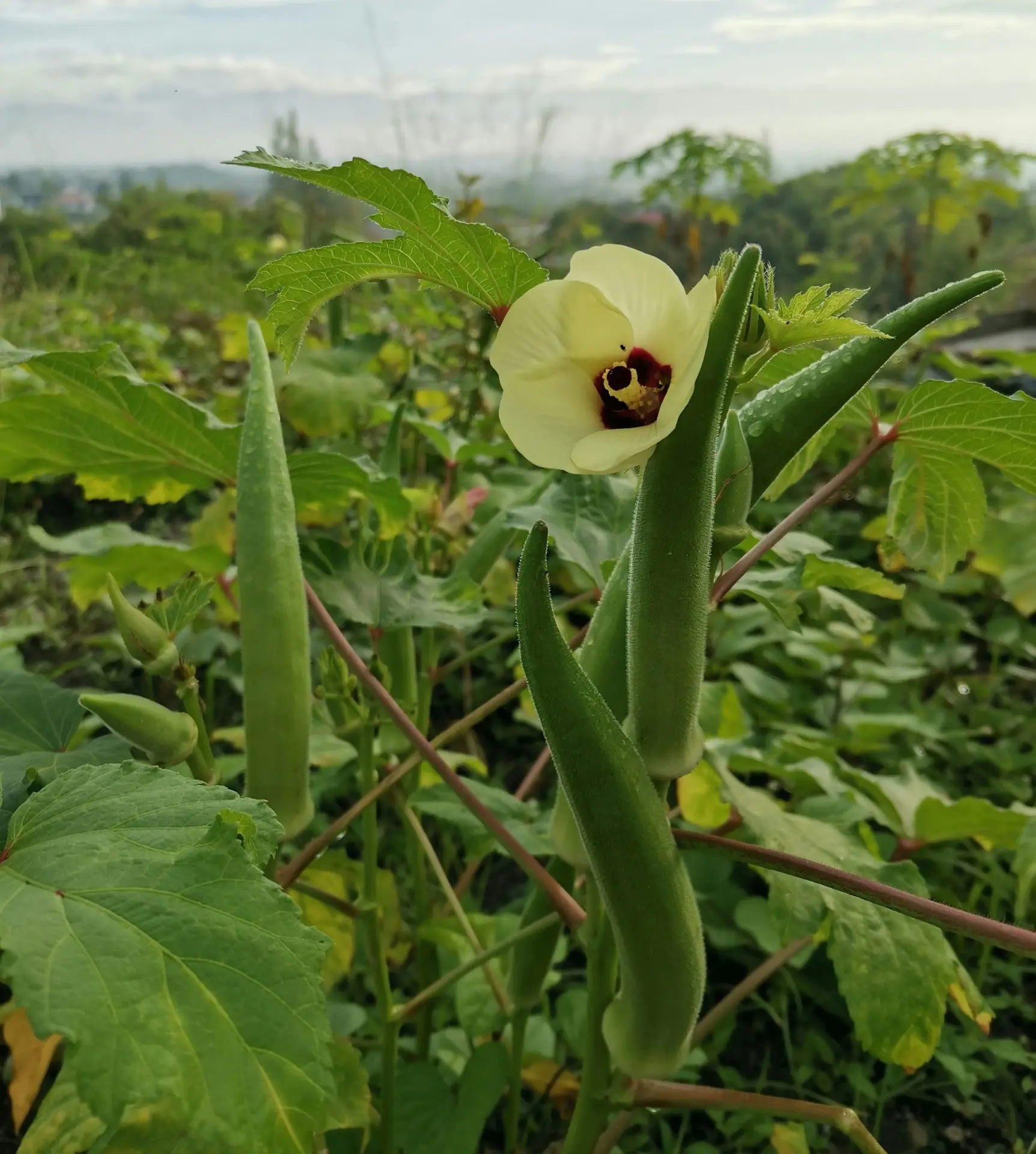 Ang 4 Kahanga-hangang Mga Benepisyo ng Okra sa Kalusugan na Tinatamaan ng 1 Pagkakasakit sa Pagkain