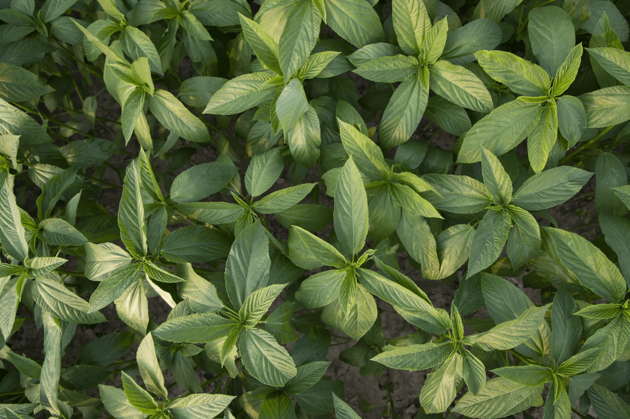 Pampalakas ng Katawan: Lakas mula sa Saluyot