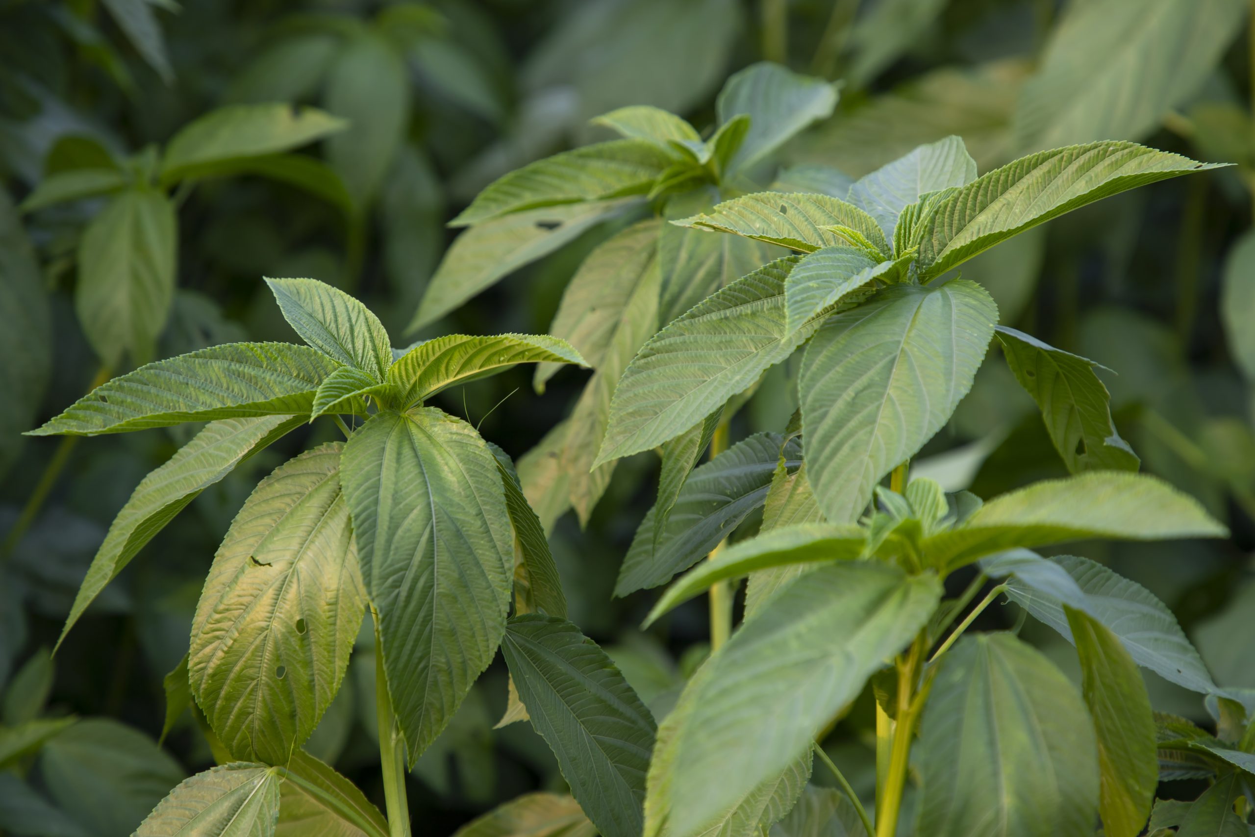 Pampatibay ng Kalusugan: Mga Benepisyo ng Saluyot