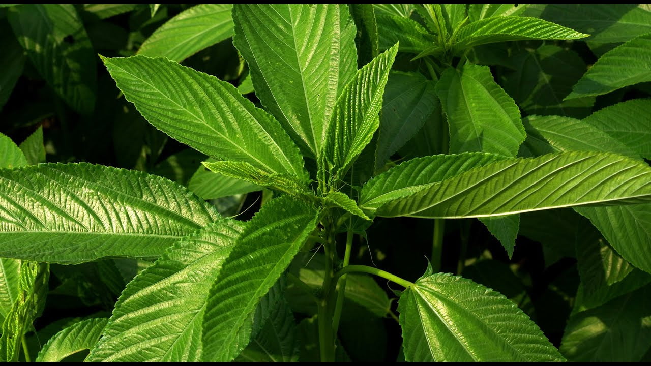 Saluyot’s Superpower: Mga Sekreto ng Natural Anti-Aging na Inilantad