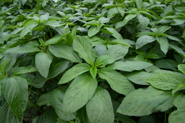 Unveiling the Antioxidant Marvel: Okra in BOS Herbal Capsule